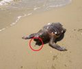 Πιερία: Θαλάσσια χελώνα με αγκίστρι στο στόμα βρέθηκε νεκρή σε παραλία της Κατερίνης