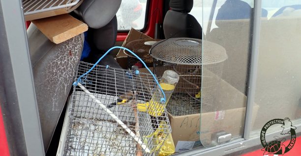 Νάξος: Απελευθέρωσαν τα άγρια πουλιά που ο πουλοπιάστης κρατούσε αιχμάλωτα σε κλουβιά