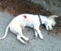 Πτολεμαΐδα Κοζάνης: Σκότωσε με αεροβόλο σκύλο που ήταν σε μπαλκόνι 2ου ορόφου