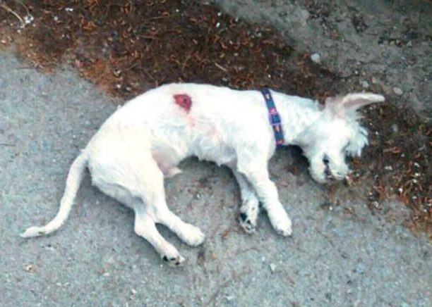 Πτολεμαΐδα Κοζάνης: Σκότωσε με αεροβόλο σκύλο που ήταν σε μπαλκόνι 2ου ορόφου