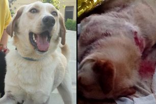 Χανιά: Αναζητεί σπιτικό ο σκύλος που επέζησε μετά τον εξ επαφής πυροβολισμό του στην Ανώπολη Σφακίων