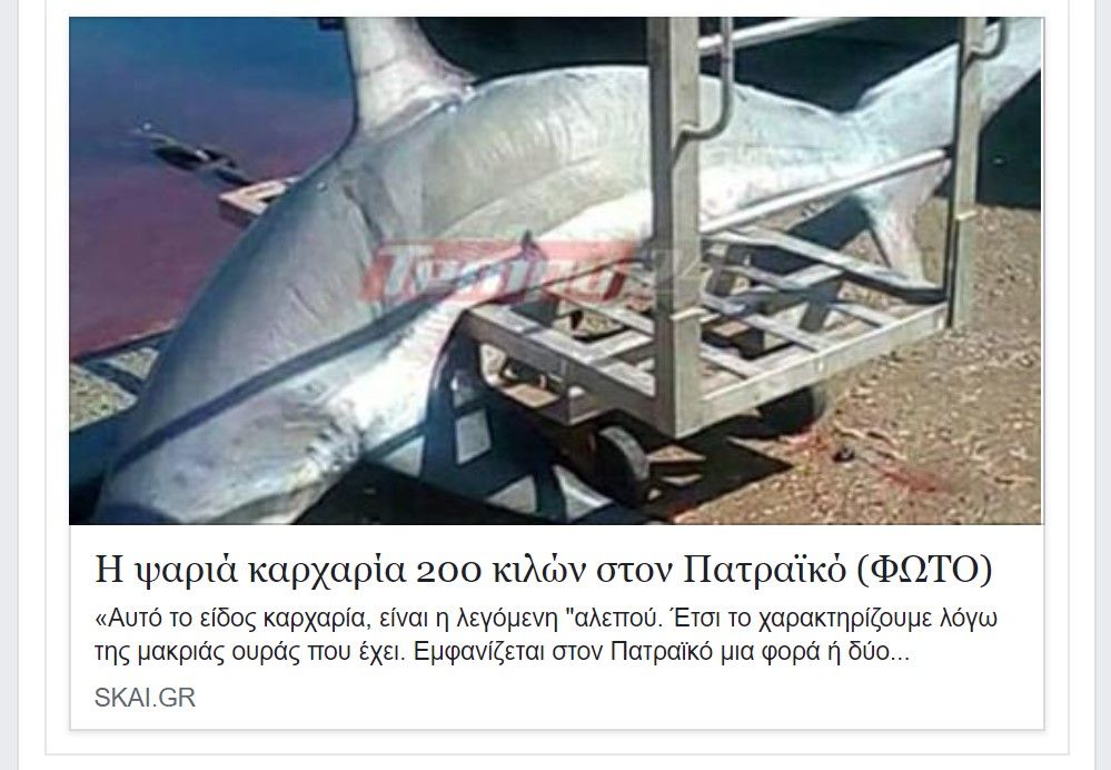 Ψαράς έπιασε στον Πατραϊκό κόλπο καρχαρία είδος υπό προστασία και οι δημοσιογράφοι παρουσιάζουν ως ανδραγάθημα την παρανομία 3 SKAIkarhariasAlepoudimosievma