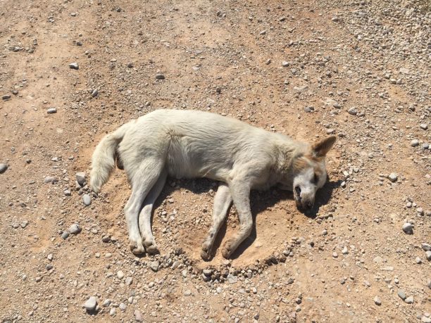 Με φόλες δηλητηρίασαν 7 αδέσποτα σκυλιά στη Σαλαώρα Άρτας