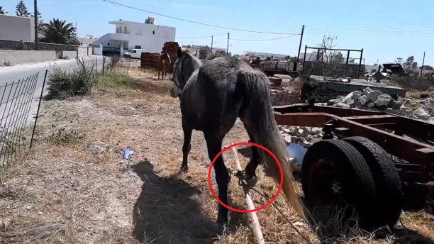 Άλογο με δεμένα τα πόδια με παστούρα και καδρόνι στον Άγιο Γεώργιο Σαντορίνης (βίντεο)