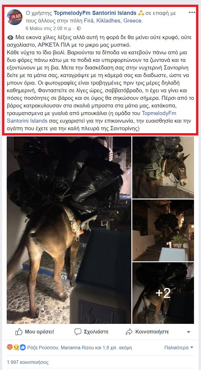Βίντεο αποδεικνύει πόσο κακοποιούνται τα γαϊδούρια στη Σαντορίνη 6 SantoriniGaidarosSkoupidia2018 7