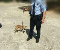 Από τα γαυγίσματα του σκύλου της εντοπίστηκε το πτώμα της 75χρονης που είχε εξαφανιστεί στον Υμηττό