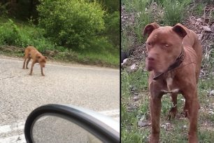 Έκκληση για τον εντοπισμό τυφλού σκύλου που περιφέρεται κοντά στο Αμύνταιο Φλώρινας