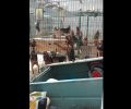 Συνελήφθη παράνομος εκτροφέας κυνηγόσκυλων στη Θέρμη Θεσσαλονίκης (βίντεο)