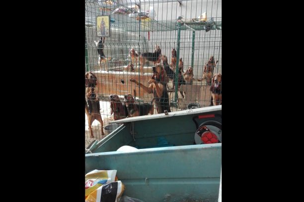 Συνελήφθη παράνομος εκτροφέας κυνηγόσκυλων στη Θέρμη Θεσσαλονίκης (βίντεο)