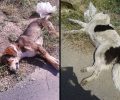 Ζητούν φιλοξενία για τα κουτάβια μετά τη δηλητηρίαση ενήλικων σκυλιών με φόλες στην Τρίπολη Αρκαδίας
