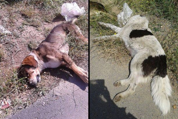 Ζητούν φιλοξενία για τα κουτάβια μετά τη δηλητηρίαση ενήλικων σκυλιών με φόλες στην Τρίπολη Αρκαδίας