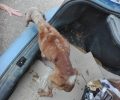 Έσωσαν τον σκελετωμένο σκύλο που ζούσε εξαθλιωμένος στην Τριποταμιά Αρκαδίας