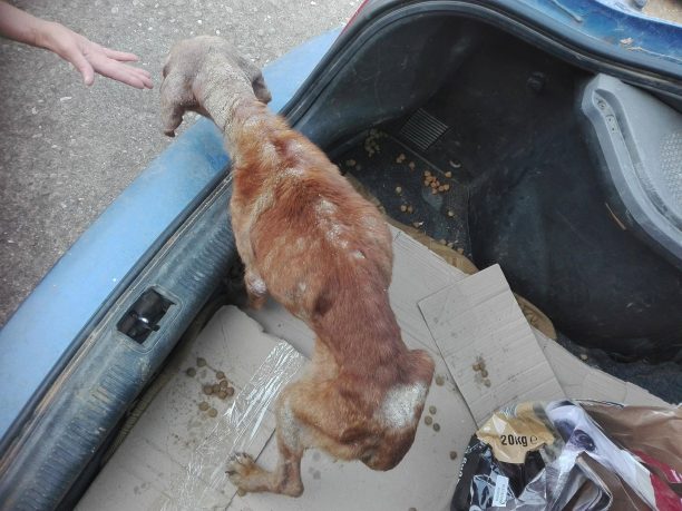 Έσωσαν τον σκελετωμένο σκύλο που ζούσε εξαθλιωμένος στην Τριποταμιά Αρκαδίας