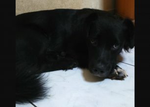 Χάθηκε αρσενικός μαύρος σκύλος στο Ηράκλειο Κρήτης
