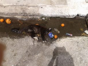 Βρήκε γάτα νεκρή σφηνωμένη σε κουτί κονσέρβας στον Βύρωνα Αττικής