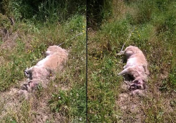 Βραχνέικα Αχαΐας: Βρήκε τον σκύλο νεκρό με δεμένα τα πόδια