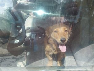 Ζάκυνθος: Έσωσαν τον σκύλο που κινδύνευε από θερμοπληξία κλεισμένος στο αυτοκίνητο