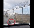 Ακόμα μια αγελάδα παστουρωμένη με δεμένα τα πόδια κακοποιείται στη Μύκονο (βίντεο)