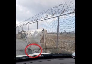 Ακόμα μια αγελάδα παστουρωμένη με δεμένα τα πόδια κακοποιείται στη Μύκονο (βίντεο)