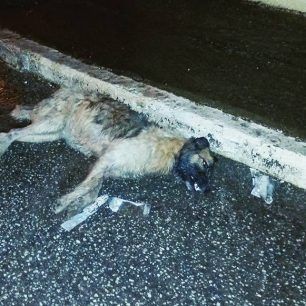 AgioPnevmaSerronDilitiriasmenosSkylos 4