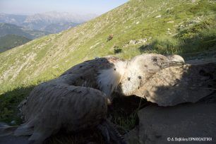 Τρεις σπάνιοι γύπες νεκροί από φόλες στα Άγραφα Ευρυτανίας