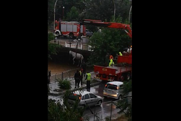 Μαγνησία: Κινδύνεψαν να πνιγούν άλογα που οι ιδιοκτήτες τους σκόπιμα αφήνουν αδέσποτα στον Βόλο (βίντεο)