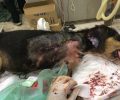 Παναρίτι Αργολίδας: Βρήκε κουτάβι αιμόφυρτο με διαλυμένο πόδι από πυροβολισμό εξ επαφής
