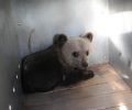 Ο ΑΡΚΤΟΥΡΟΣ φροντίζει το ορφανό αρκουδάκι που βρέθηκε στο Άργος Ορεστικό στην Καστοριά