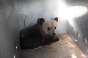 Ο ΑΡΚΤΟΥΡΟΣ φροντίζει το ορφανό αρκουδάκι που βρέθηκε στο Άργος Ορεστικό στην Καστοριά