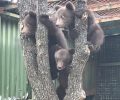 Ο ΑΡΚΤΟΥΡΟΣ φροντίζει στη Φλώρινα & θα επανεντάξει στη Βουλγαρία τρία ορφανά αρκουδάκια