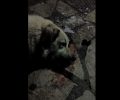 Φόλα με θρυμματισμένα γυαλιά σκότωσε σκύλο στον Αστακό Αιτωλοακαρνανίας