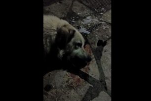 Φόλα με θρυμματισμένα γυαλιά σκότωσε σκύλο στον Αστακό Αιτωλοακαρνανίας