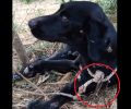 Χανιά: Έσυρε σκύλο στην άσφαλτο και τον πέταξε ζωντανό γεμάτο εγκαύματα στο χωριό Βατόλακκος Κρήτης