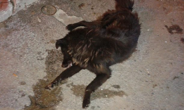Ακόμα ένα αδέσποτο σκυλί νεκρό από φόλα στο Σιδηρόκαστρο Σερρών