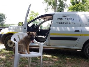 Ζ. Κοντού: Δεκάδες αδέσποτα στειρώθηκαν στον Δήμο Εμμανουήλ Παππά από τους εθελοντές κτηνίατρους της οργάνωσης «Vets in Action» (ηχητικό)
