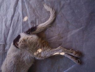 Τουλάχιστον ένας σκύλος νεκρός από φόλα στην Ερμιονίδα Αργολίδας