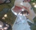 Αχαΐα: Σκότωσε τη γάτα και πέταξε το πτώμα στην αυλή της γειτόνισσα του για παραδειγματισμό στα Εβραιομνήματα Πάτρας