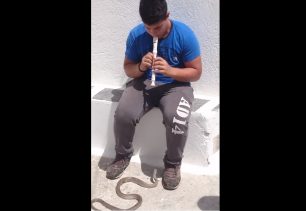 Στην Αμοργό ένα παιδί καλωσόρισε ένα φίδι με τη φλογέρα του (βίντεο)