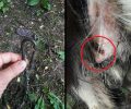 8χρονο αγόρι βασάνισε σκύλο με ορειβατικό κλιπ στο Αρμενοχώρι Φλώρινας