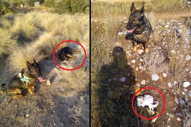 Κρήτη: Ο εκπαιδευμένος σκύλος βρήκε 14 πλαστικές σακούλες γεμάτες φόλες στον Άγιο Νικόλαο Λασιθίου
