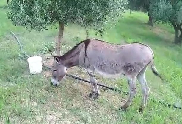 Έσωσε τον ηλικιωμένο γάιδαρο που κάποιος εγκατέλειψε στη Ζαχάρω Ηλείας για να τον ξεφορτωθεί (βίντεο)