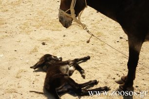 Ερώτηση στη Βουλή από βουλευτές του ΣΥ.ΡΙΖ.Α. για τη συστηματική κακοποίηση ιπποειδών & την απουσία νομικού πλαισίου για την προστασία τους