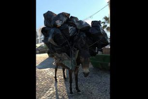 Δεν πρόκειται για εξαίρεση ή μεμονωμένα περιστατικά η κακοποίηση των γαϊδουριών στη Σαντορίνη είναι συστηματική (βίντεο)