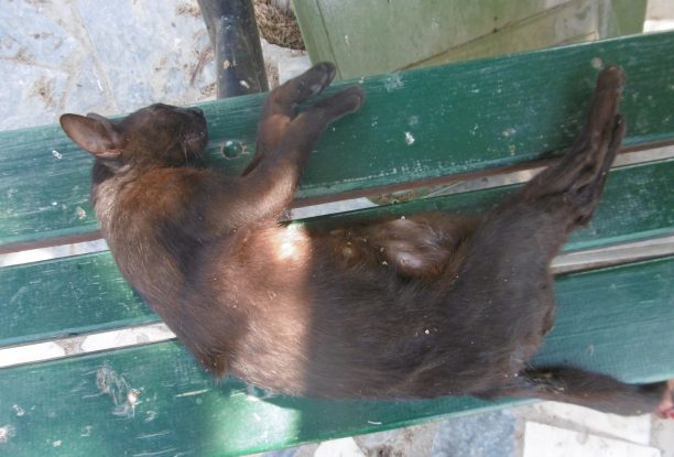 Νεκρή από φόλα μια γάτα στο νεκροταφείο του Αγίου Κωνσταντίνου στο Ηράκλειο Κρήτης