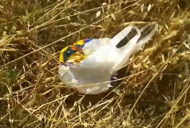 Βρήκε γατάκι κλεισμένο σε σακούλα πεταμένο σε οικόπεδο στην Ηλιούπολη Αττικής (βίντεο)