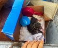 Βρήκαν νεογέννητα γατάκια ζωντανά πεταμένα σε κάδους σκουπιδιών στον Πειραιά (βίντεο)