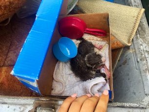 Βρήκαν νεογέννητα γατάκια ζωντανά πεταμένα σε κάδους σκουπιδιών στον Πειραιά (βίντεο)