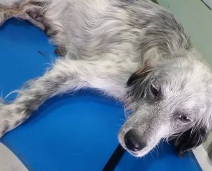 Εύβοια: Και πυροβολημένο με αεροβόλο το σκυλί που βρέθηκε γεμάτο πληγές από τα άγανα στις Καμάρες Χαλκίδας (βίντεο)