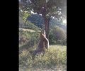 Βρήκε τον πυροβολημένο λύκο κρεμασμένο σε δέντρο στον Χολομώντα κοντά στην Παλαιοχώρα Χαλκιδικής