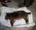 Ακόμα ένας σκύλος νεκρός από φόλα στην Κάτω Καμήλα Σερρών σ’ ένα χωριό γνωστό για τις κακοποιήσεις ζώων